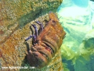 istanbul-akvaryumu-16-karavida-slipper-lobster-scyllarus-latus