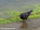 Şile hayvan resimleri - Güvercin