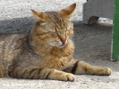 Şile hayvan resimleri - kedi